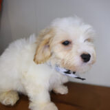 Tzar Maltipoo 04