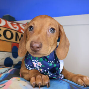 Ursula Dachshund 01 Ursula Dachshund 01