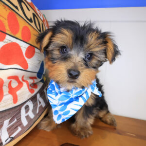 Vader Yorkshire Terrier 01