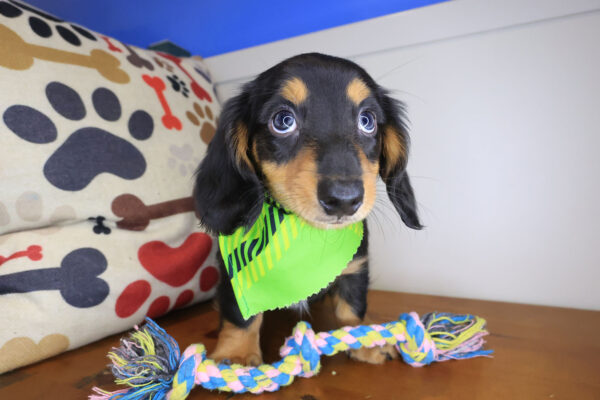 Valentina Dachshund 01