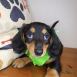 Valentina Dachshund 03