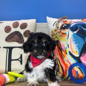 Valor Cavapoo 01 Valor Cavapoo 01