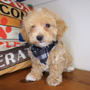 Wild Bill Maltipoo 01