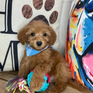 Zane Cavapoo 01 Zane Cavapoo 01