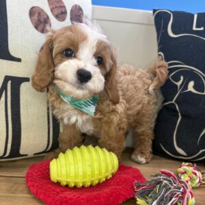 Zulu Cavapoo 01 Zulu Cavapoo 01