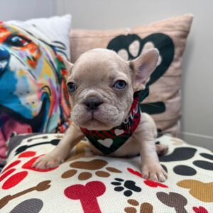 Aaliyah French Bulldog 01 Aaliyah French Bulldog 01