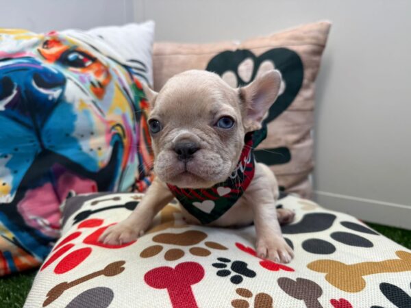 Aaliyah French Bulldog 01