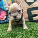 Aaliyah French Bulldog 03