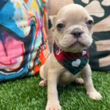 Aaliyah French Bulldog 04