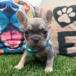 Aarón French Bulldog 01 Aarón French Bulldog 01