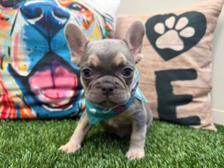 Aarón French Bulldog 01