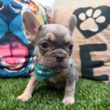 Aarón French Bulldog 02