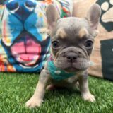 Aarón French Bulldog 03