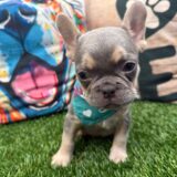 Aarón French Bulldog 04