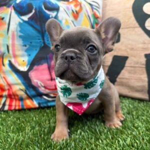 Abbie French Bulldog 01 Abbie French Bulldog 01