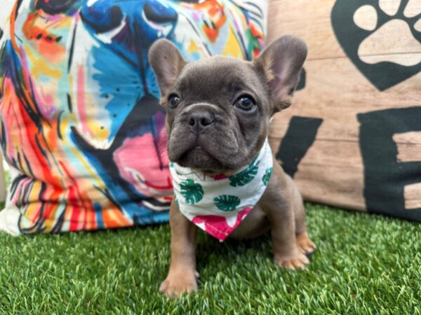 Abbie French Bulldog 01