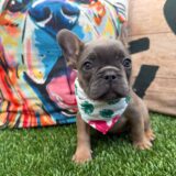 Abbie French Bulldog 02