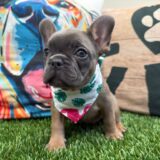 Abbie French Bulldog 03