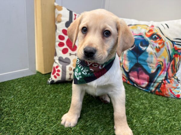 Abe Labrador Retriever 01