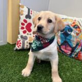 Abe Labrador Retriever 02