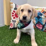 Abe Labrador Retriever 03