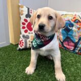 Abe Labrador Retriever 04