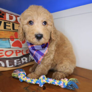 Abi Goldendoodle 01 Abi Goldendoodle 01