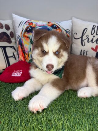 Ace Siberian Husky 01