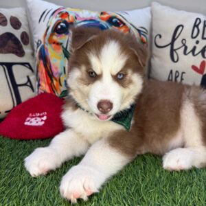 Ace Siberian Husky 01