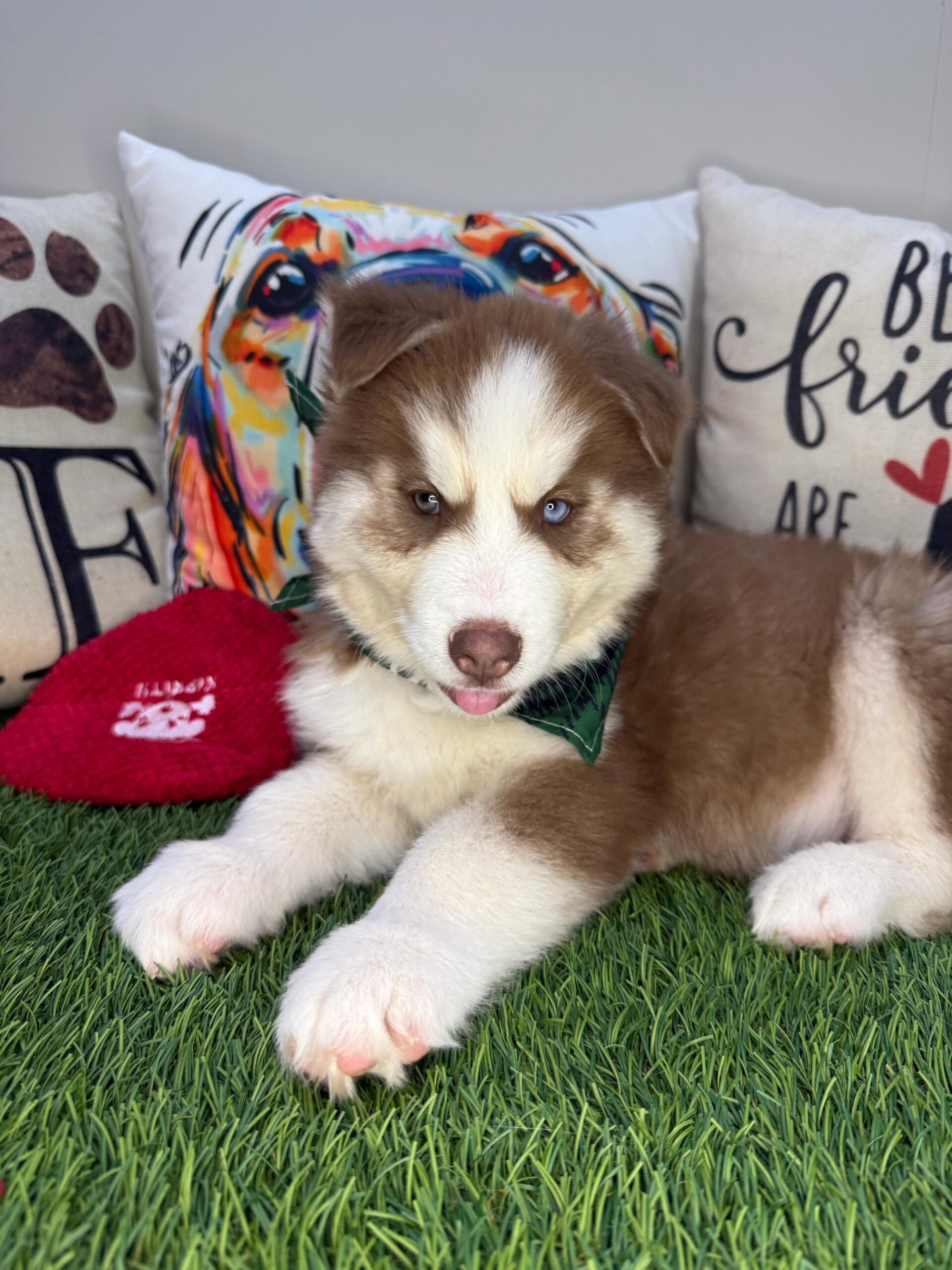 Ace Siberian Husky 01