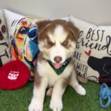 Ace Siberian Husky 02