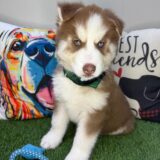 Ace Siberian Husky 03