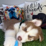 Ace Siberian Husky 04