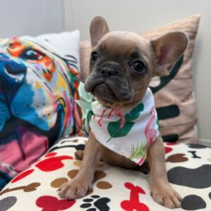 Adami French Bulldog 01 Adami French Bulldog 01