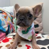Adami French Bulldog 03