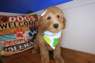 Adelheid Goldendoodle 01