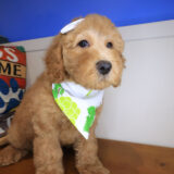Adelheid Goldendoodle 03
