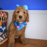 Adinka Goldendoodle 01