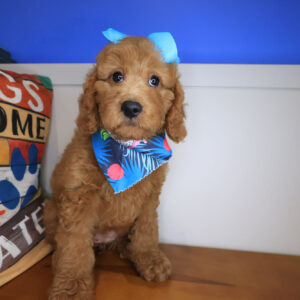 Adinka Goldendoodle 01