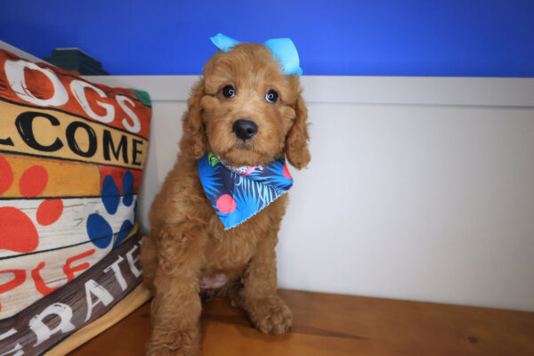 Adinka Goldendoodle 01