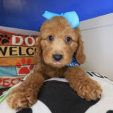 Adinka Goldendoodle 02