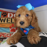 Adinka Goldendoodle 03