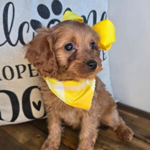 Aiko Cavapoo 01