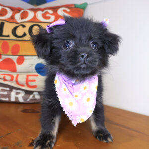 Akeya Shihpom 01 Akeya Shihpom 01