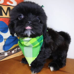 Alistair Shih Tzu 01