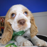 Arvin Cocker Spaniel 02