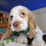 Arvin Cocker Spaniel 04