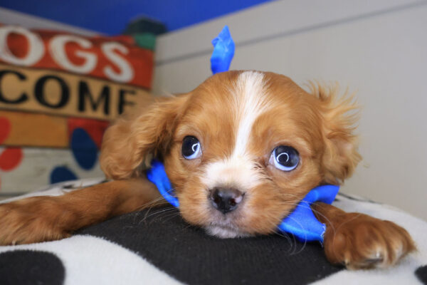 Aspin Cavalier King Charles Spaniel 01