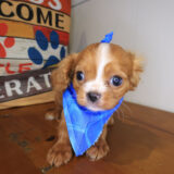 Aspin Cavalier King Charles Spaniel 03