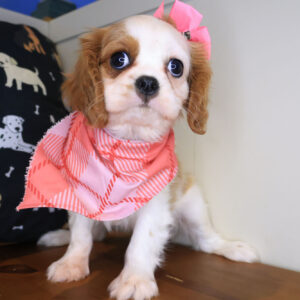 Asteria Cavalier King Charles Spaniel 01